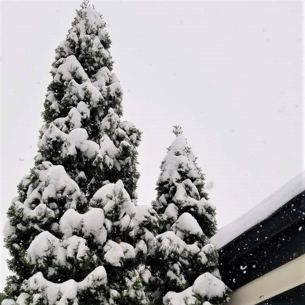 snow3